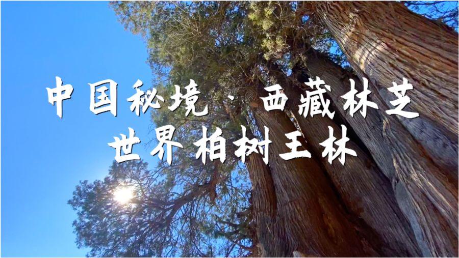 很多公司都可以用保单贷款，分红型，传统型还有万能型，哪种险种贷款额度多游戏画面